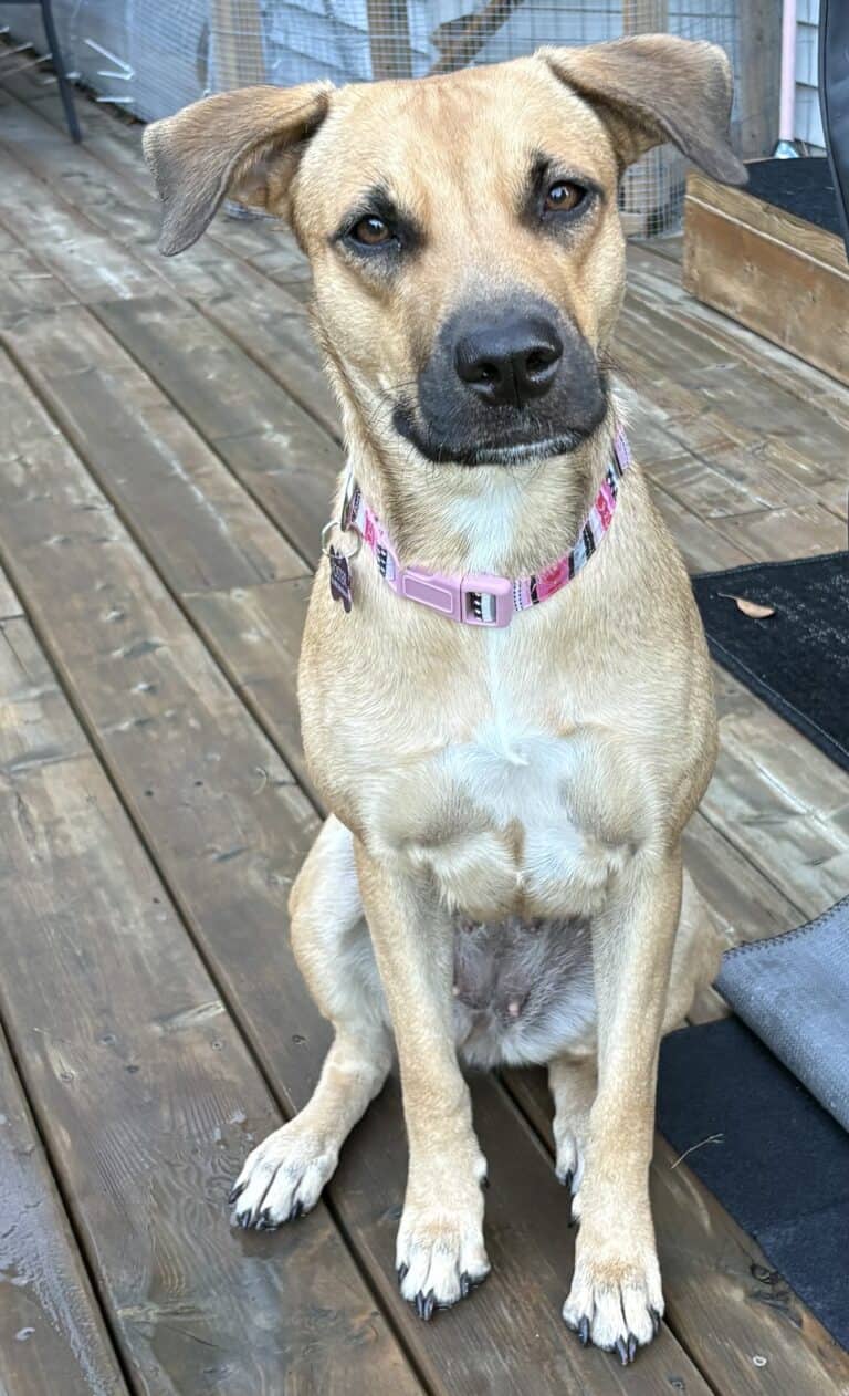 Serena - Mixed breed available for adoption at Sit With Me Dog Rescue in Ottawa