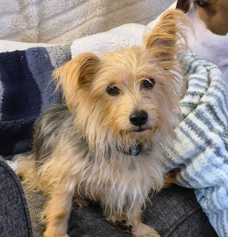 Joel - Mix Breed available for adoption