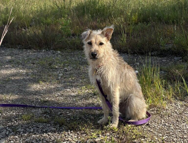 Cordelia - Mixed breed available for adoption