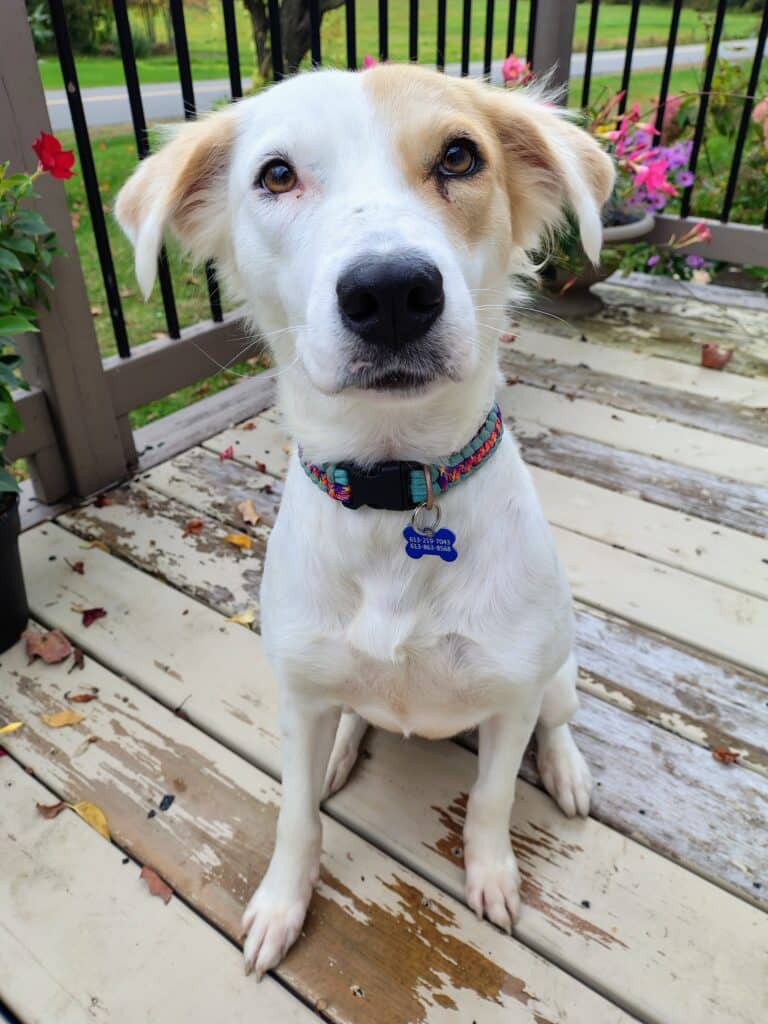 Nalini - Mixed breed available for adoption at Sit With Me Dog Rescue in Ottawa