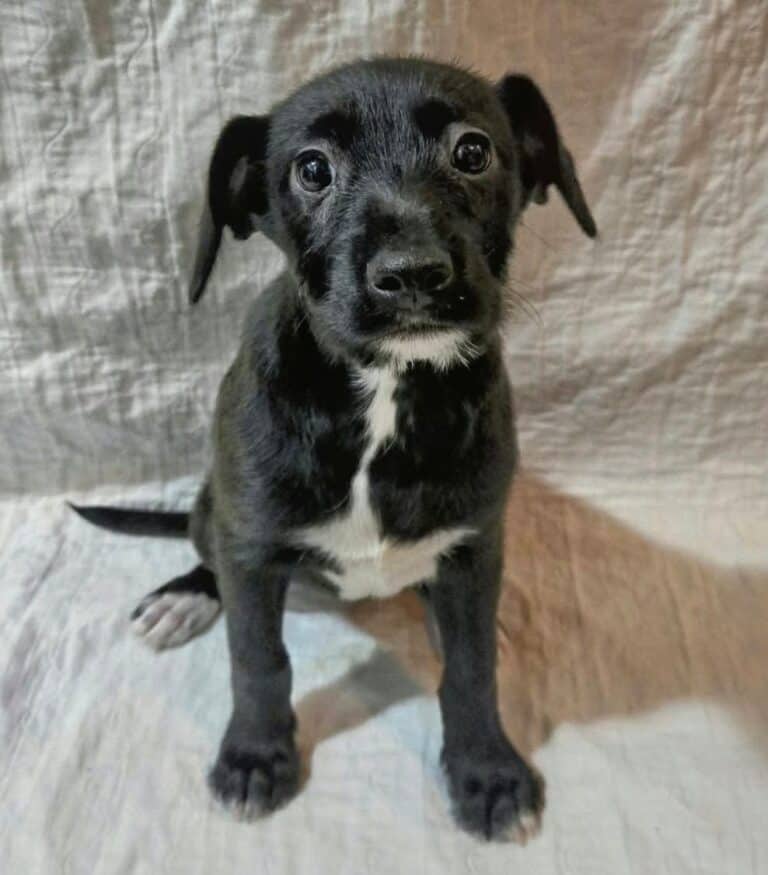 Raven - Mixed breed (we do not know the breed of either parent) available for adoption at Sit With Me Dog Rescue in Ottawa