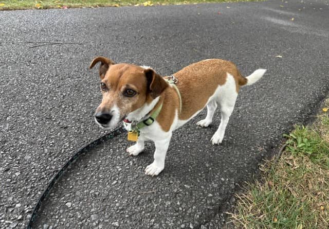 Koga - Jack Russell Terrier mix available for adoption