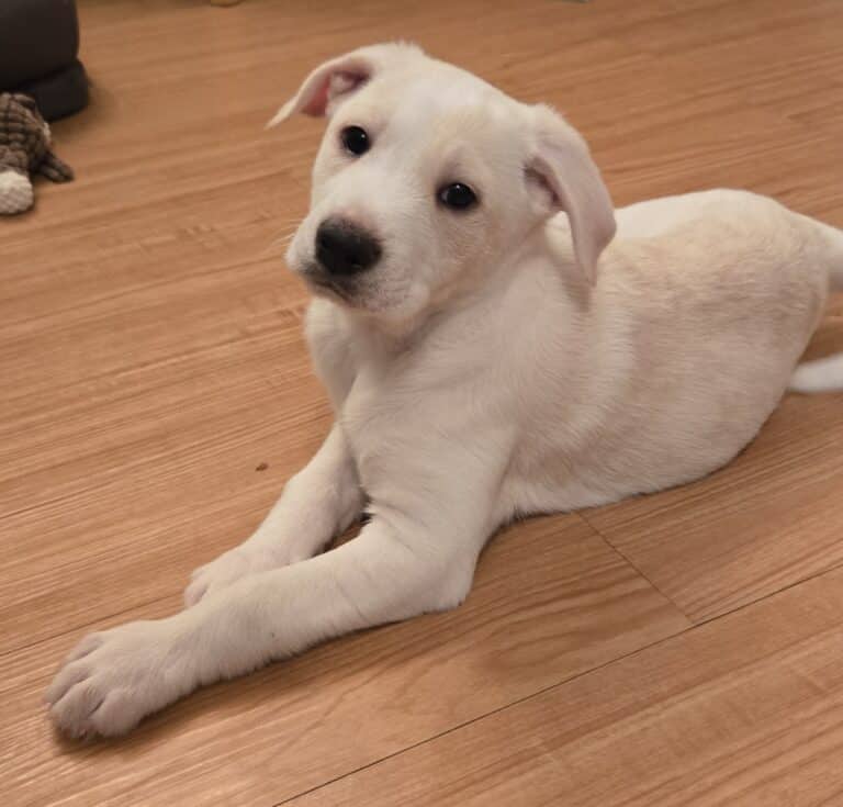 Tater - Mixed breed (we do not know the breed of either parent) available for adoption