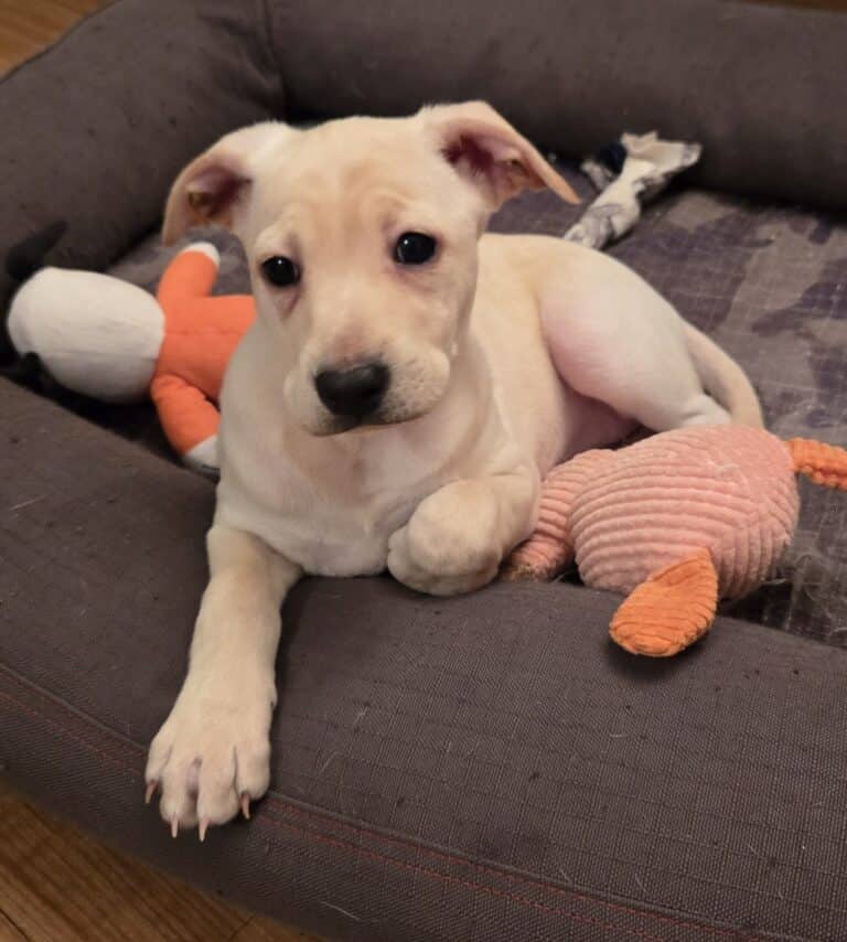 Scout - Mixed breed (we do not know the breed of either parent) available for adoption at Sit With Me Dog Rescue in Ottawa