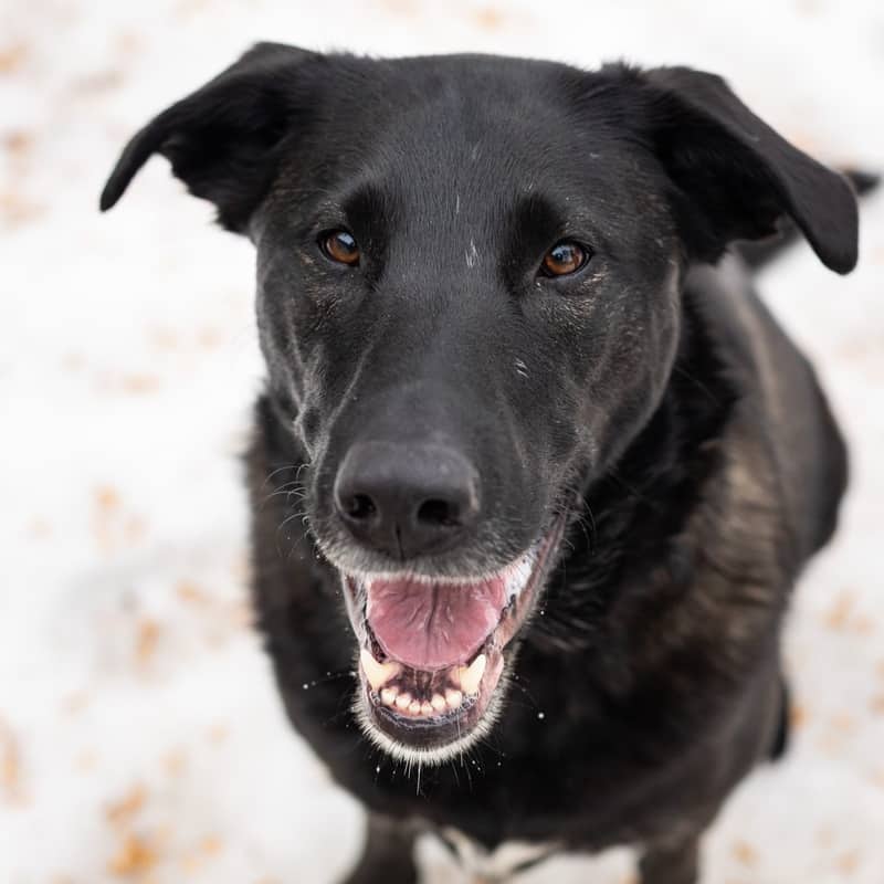 Ramp Mobility - Mixed Breed available for adoption