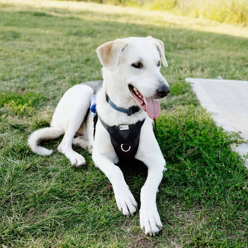 Jason 10-4 - Mixed Breed available for adoption