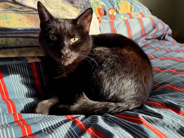 Morticia Adams (Morkat) - House panther available for adoption