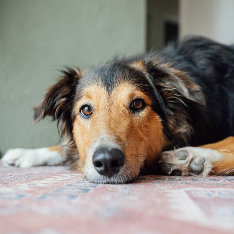 Birdie Lassie - Mixed Breed available for adoption at Zoe's Animal Rescue in Edmonton (1 of 5)