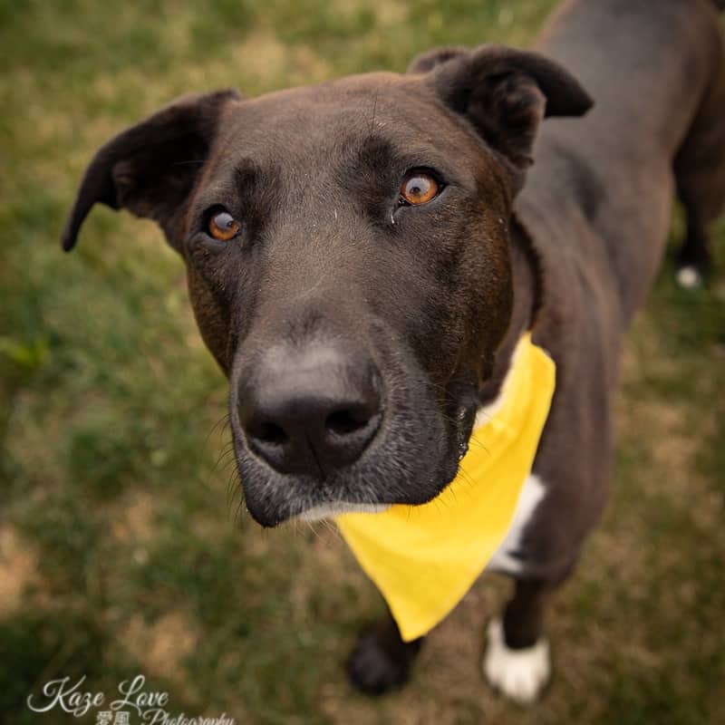 Zippy Zipper - Mixed Breed available for adoption