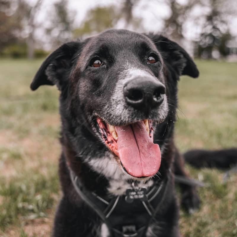 Big Dipper “Seven” Nightsky - Mixed Breed available for adoption