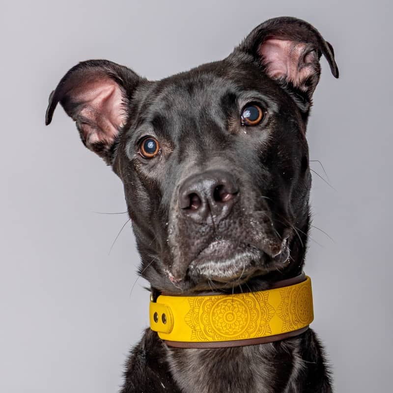 Maverick Maxwell - Mixed Breed available for adoption