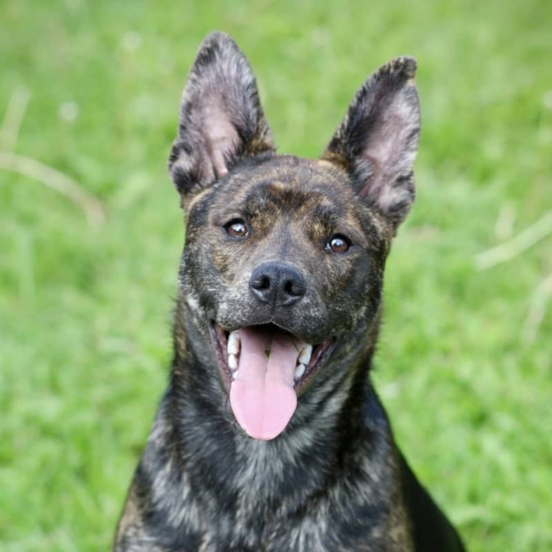 Lou Lou Who - Mixed Breed available for adoption