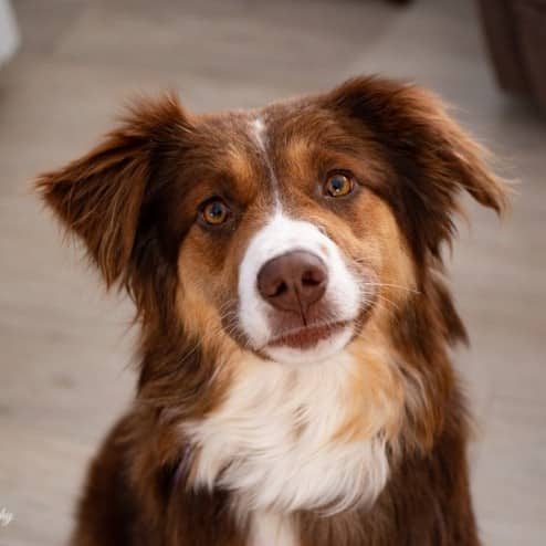 Citrine Gem - Mixed Breed available for adoption
