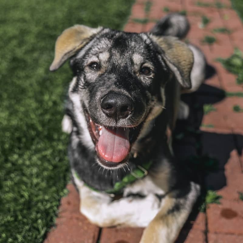 Laulu Cherish - Mixed Breed available for adoption at Zoe's Animal Rescue in Edmonton (1 of 5)