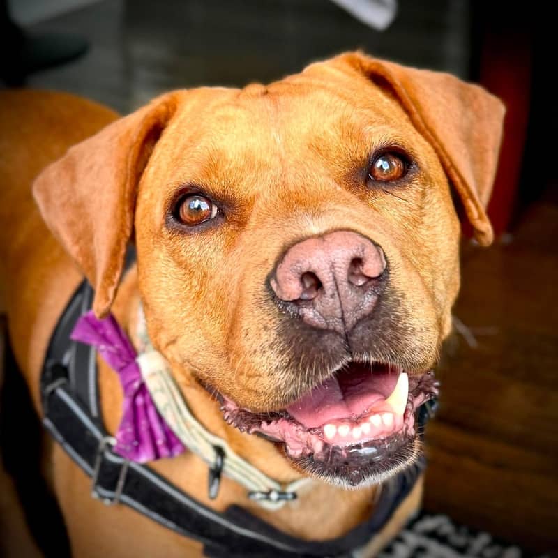 Lemon Loaf - Mixed Breed available for adoption