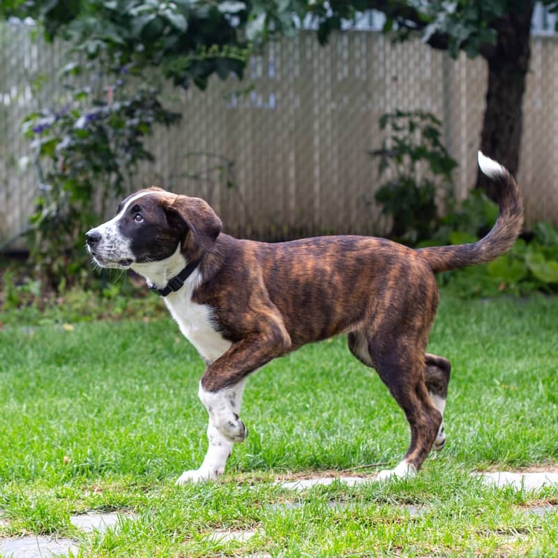 Astra Guiding Stars - Mixed Breed available for adoption at Zoe's Animal Rescue in Edmonton (1 of 5)