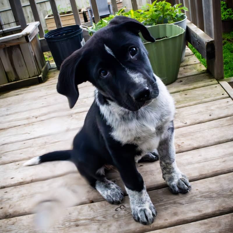Lyra Guiding Stars - Mixed Breed available for adoption