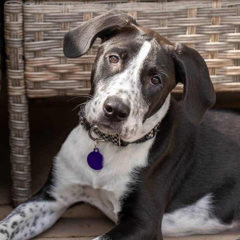 Orion Guiding Stars - Mixed Breed available for adoption