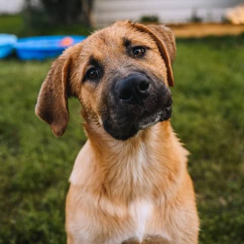 Gentian Bonnet - Mixed Breed available for adoption