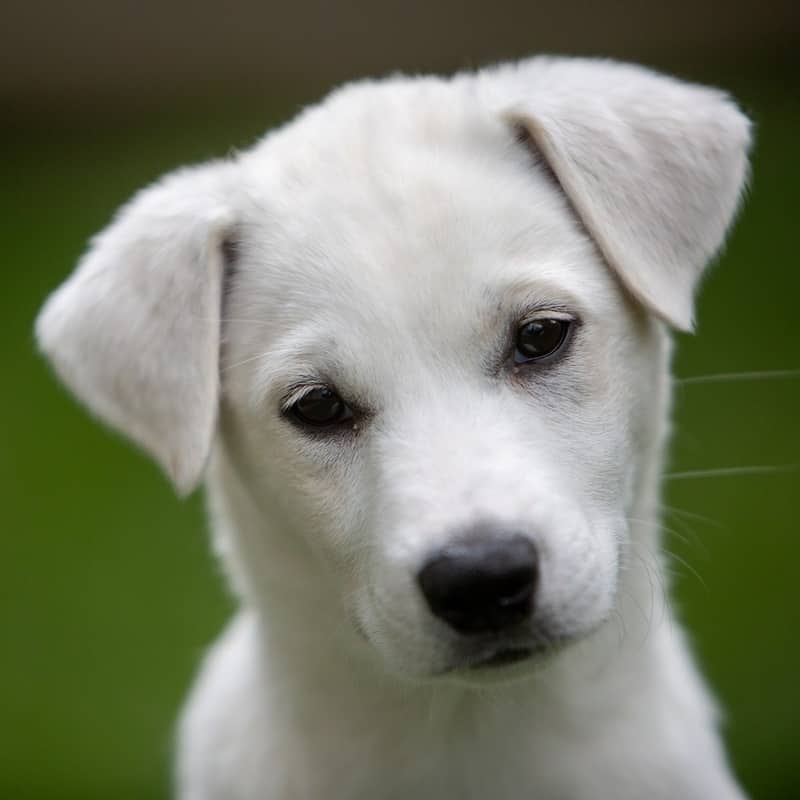 Keiko Gussy - Mixed Breed available for adoption