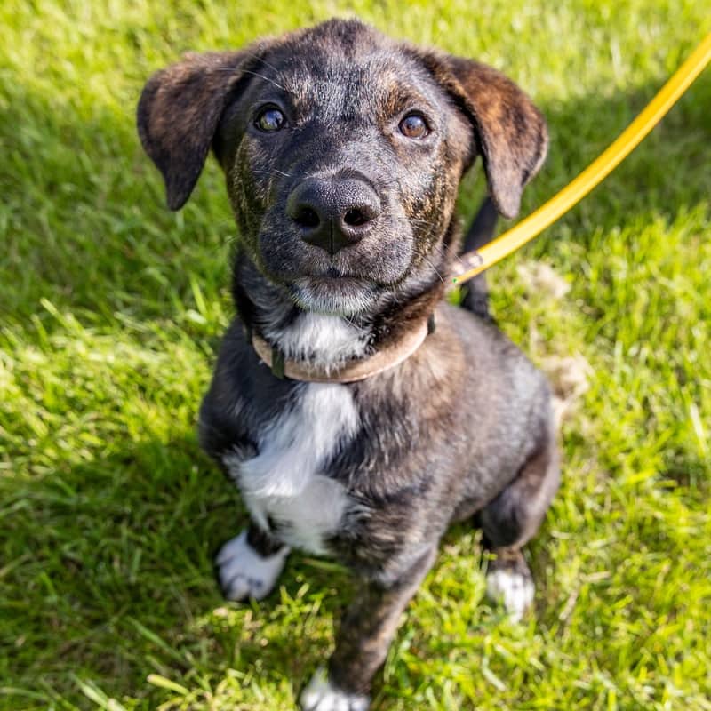 Yuika Gussy - Mixed Breed available for adoption at Zoe's Animal Rescue in Calgary (1 of 5)