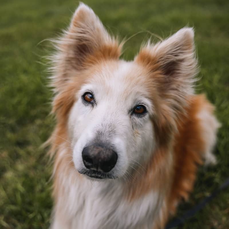 Akira (Courtesy Post) - Rough Collie X available for adoption