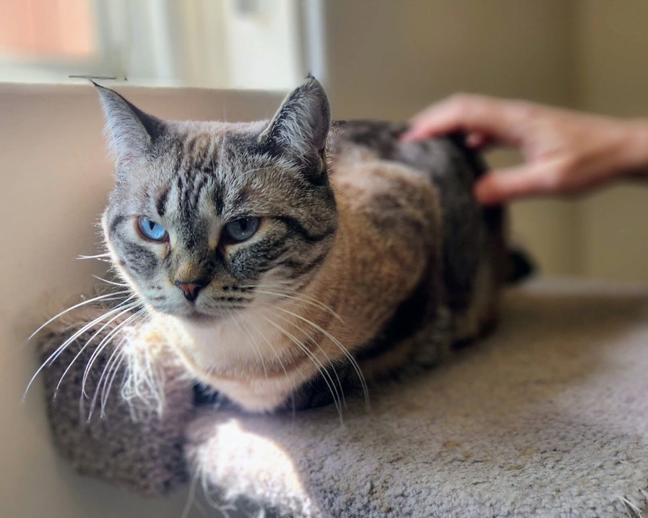 Calliope Matrix - Domestic WallFlower cat available for adoption at Zoe's Animal Rescue in Edmonton (1 of 4)