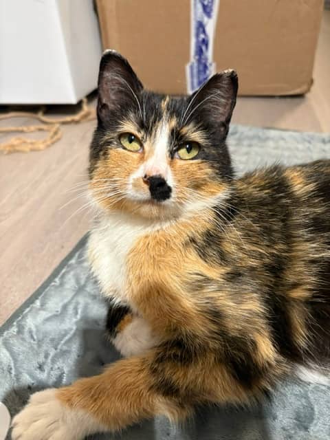 Mabel Sunny - Street mom (DSH) available for adoption