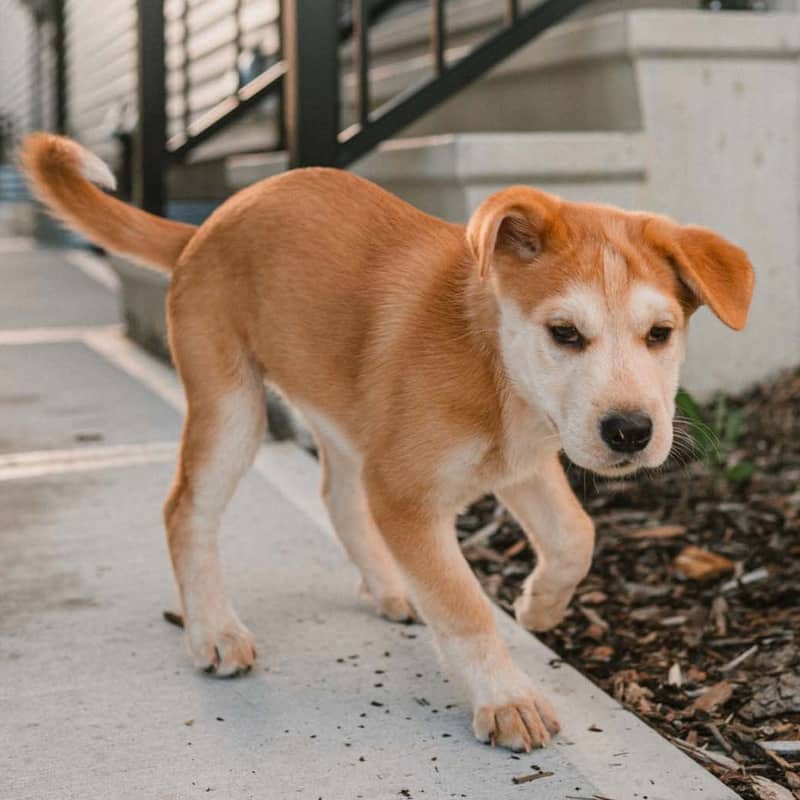 Sakura Gussy - Mixed Breed available for adoption