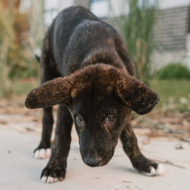 Shota Gussy - Mixed Breed available for adoption at Zoe's Animal Rescue in Calgary (1 of 5)