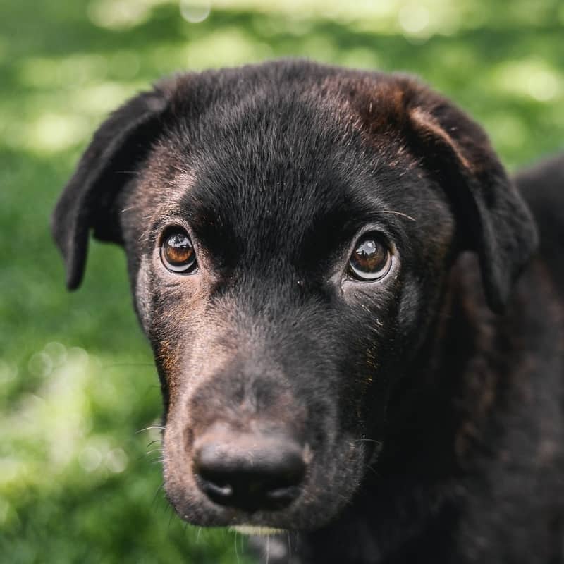Tsubasa Gussy - Mixed Breed available for adoption