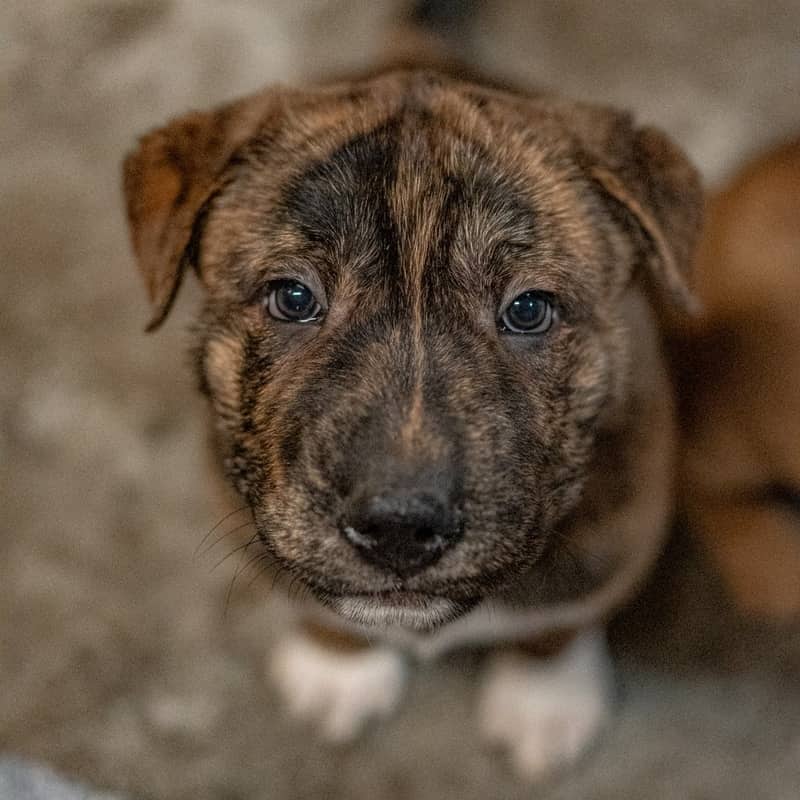 Gambit Superhero - Mixed Breed available for adoption