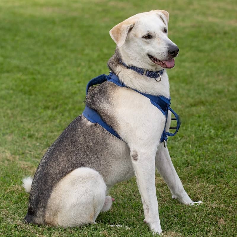 Jason 10-4 - Mixed Breed available for adoption at Zoe's Animal Rescue in Edmonton (1 of 5)