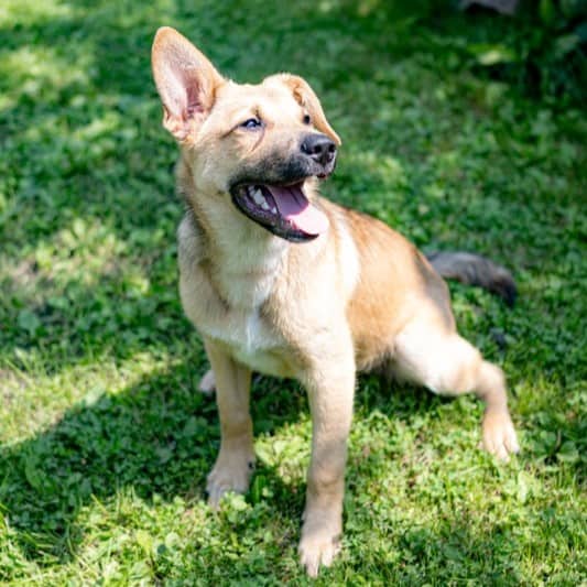 Kit United - Mixed Breed available for adoption at Zoe's Animal Rescue in Calgary (1 of 5)