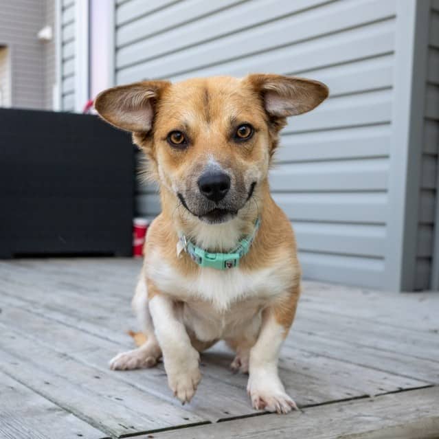 Mirya Woods - Mixed Breed available for adoption at Zoe's Animal Rescue in Calgary (1 of 5)