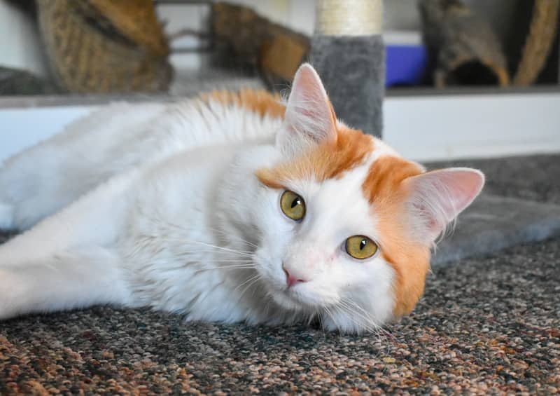 Motley Fuel - Floofer (DLH) available for adoption