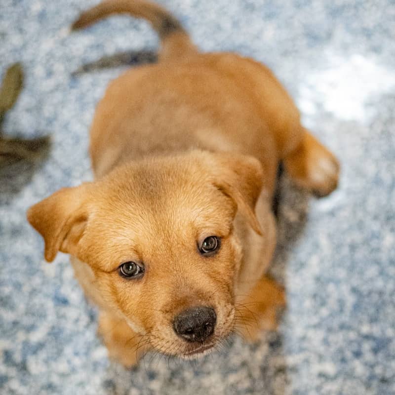 Northstar Superhero - Mixed Breed available for adoption