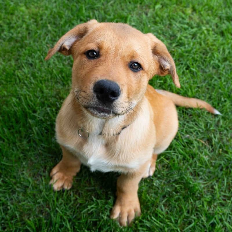 Northstar Superhero - Mixed Breed available for adoption