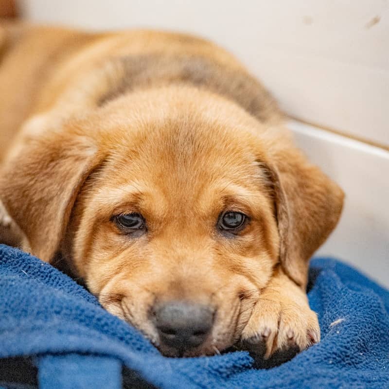 Wondra Superhero - Mixed Breed available for adoption
