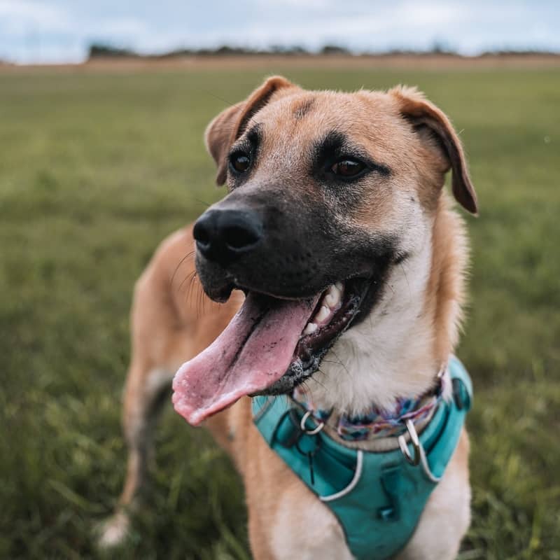 Beatrix Potter - Mixed Breed available for adoption