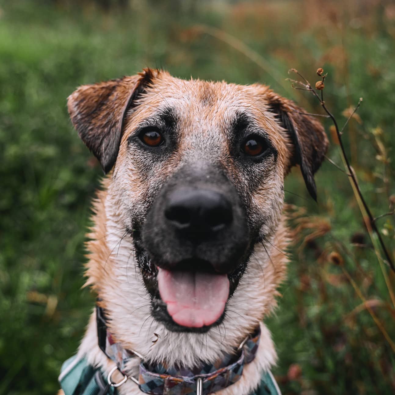 Beatrix Potter - Mixed Breed available for adoption