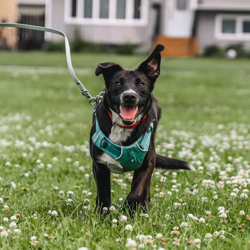 Hope United - Mixed Breed available for adoption at Zoe's Animal Rescue in Calgary (1 of 5)
