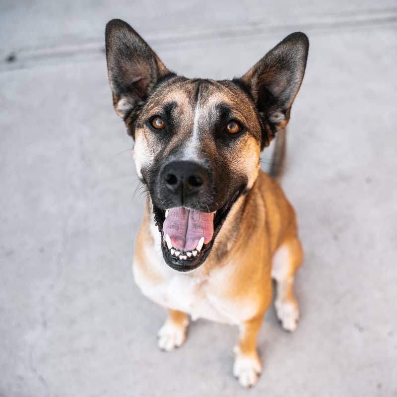 Whippet Bondi - Mixed Breed available for adoption