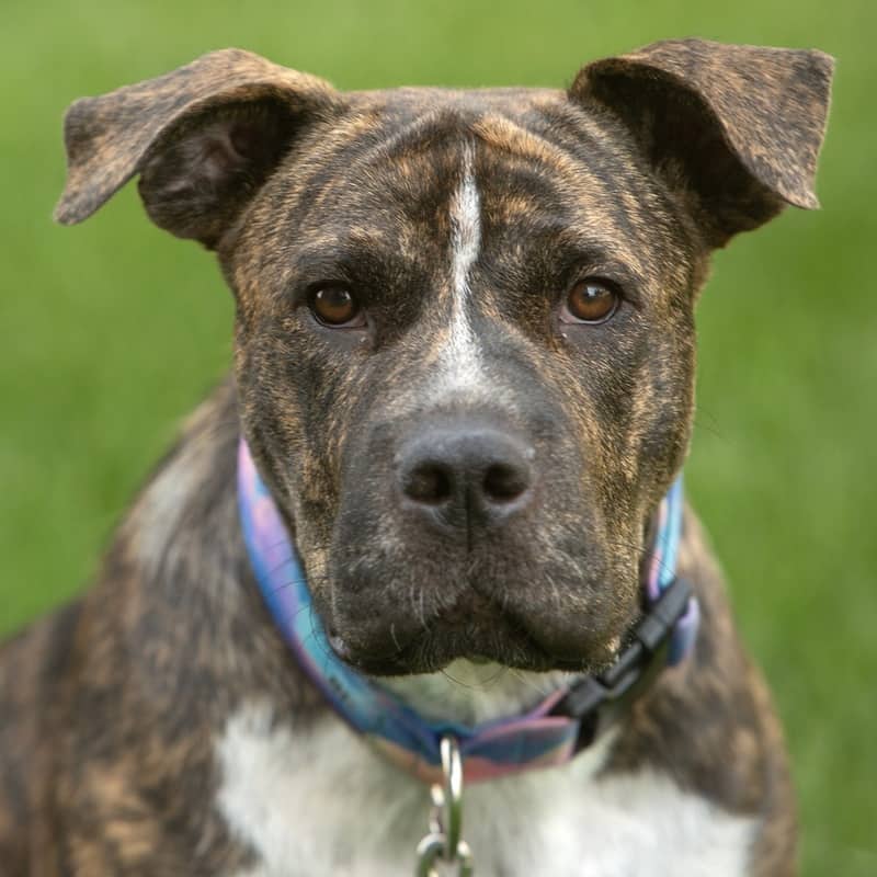 Amber Superhero - Mixed Breed available for adoption