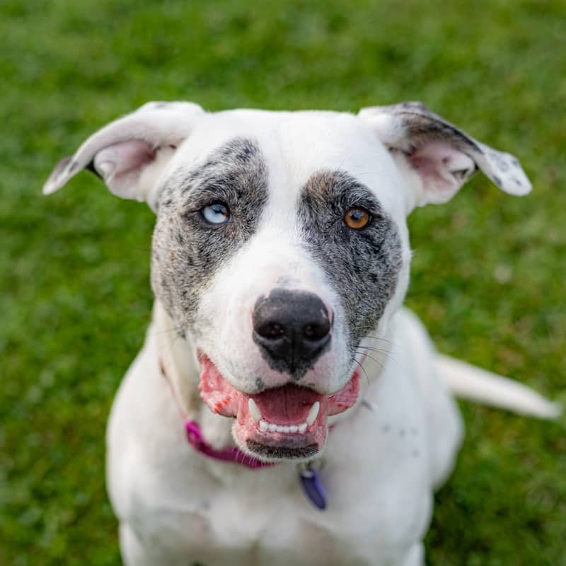 Lexi Girl - Mixed Breed available for adoption at Zoe's Animal Rescue in Edmonton (1 of 5)