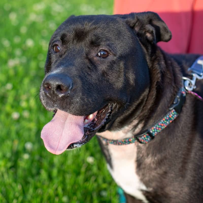 Storm Strawberry - Mixed Breed available for adoption at Zoe's Animal Rescue in Edmonton (1 of 5)