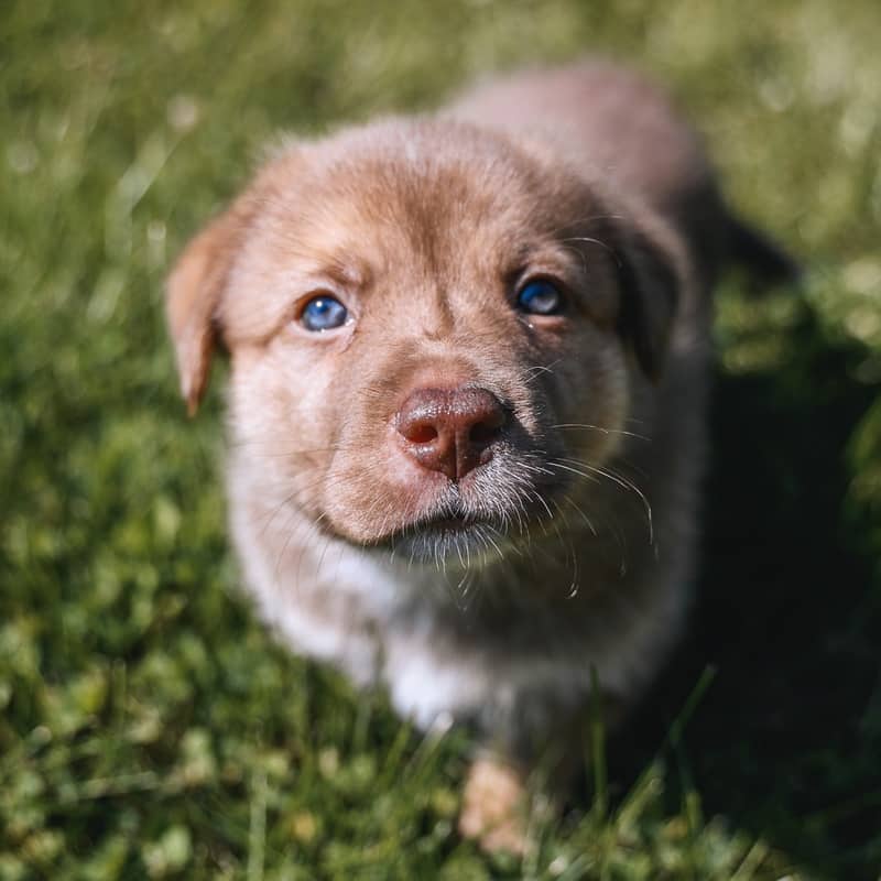 Crocus GerberDaisy - Mixed Breed available for adoption at Zoe's Animal Rescue in Edmonton (1 of 5)