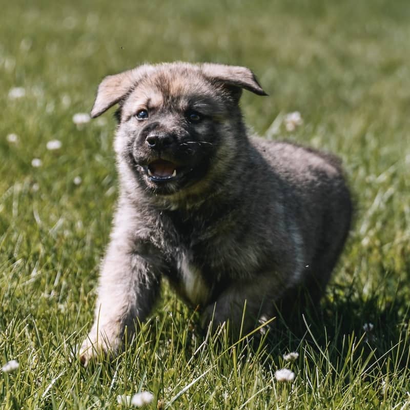 Daffodil GerberDaisy - Mixed Breed available for adoption at Zoe's Animal Rescue in Edmonton (1 of 5)
