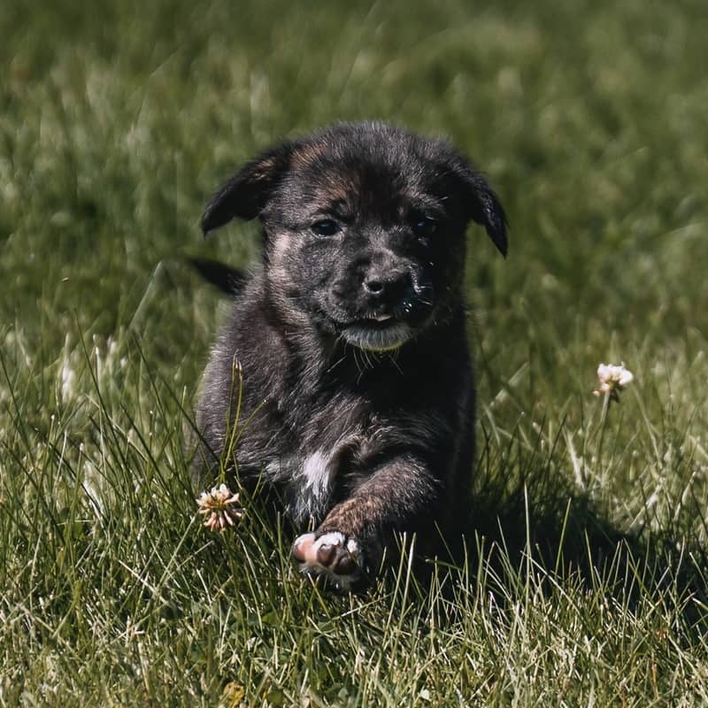 Hydrangea GerberDaisy - Mixed Breed available for adoption at Zoe's Animal Rescue in Edmonton (1 of 5)