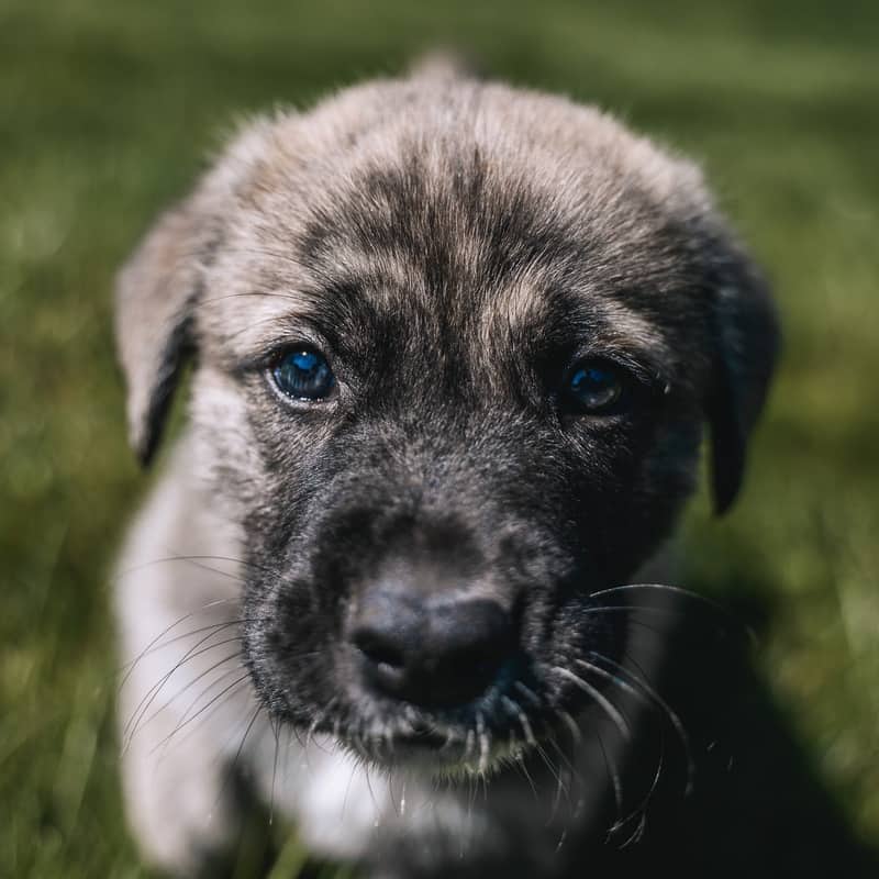 Lilac GerberDaisy - Mixed Breed available for adoption at Zoe's Animal Rescue in Edmonton (1 of 5)